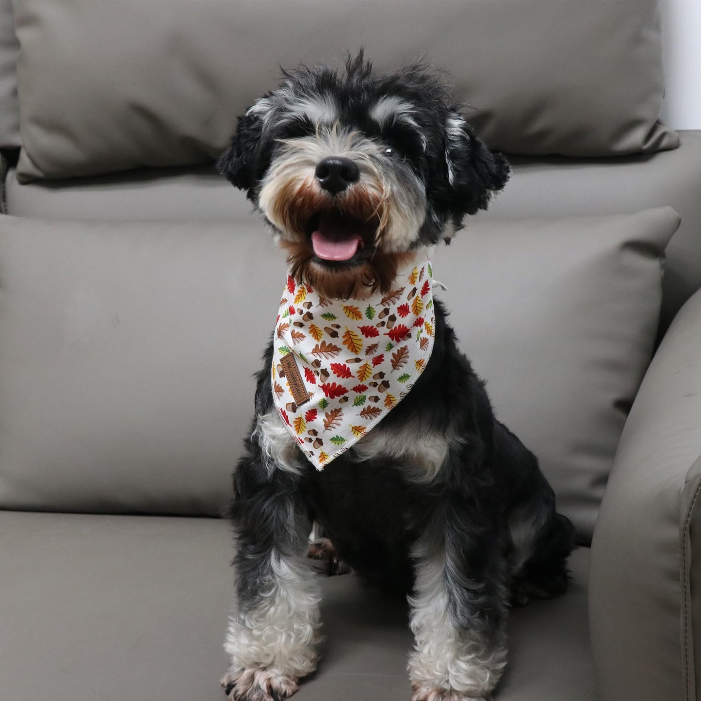 MR. CHUBBYFACE | Valentines Day Dog Bandana