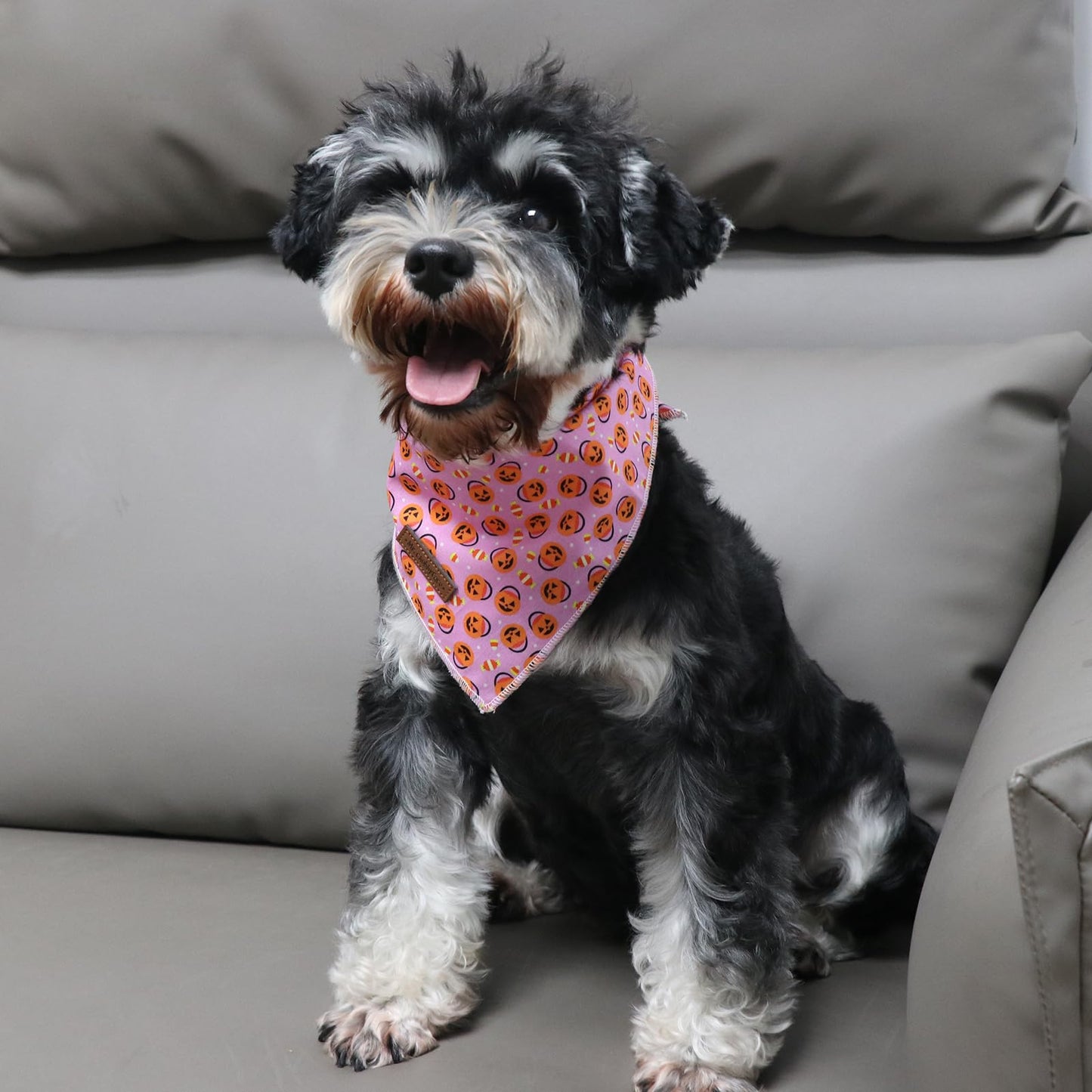 MR. CHUBBYFACE | Valentines Day Dog Bandana