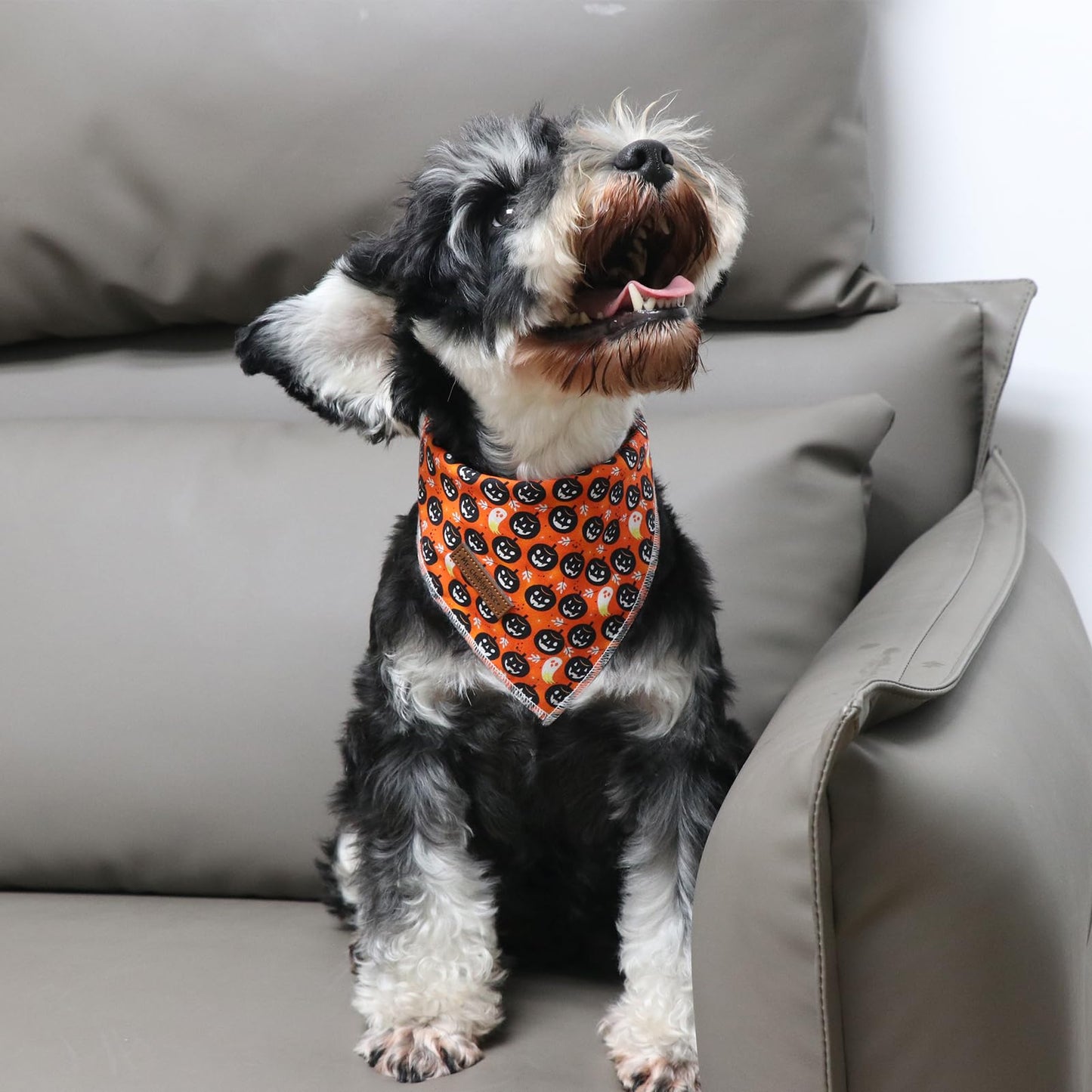 MR. CHUBBYFACE | Valentines Day Dog Bandana