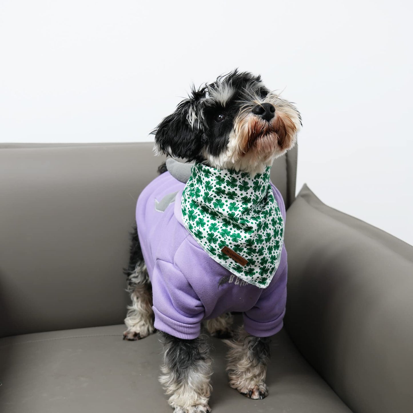 MR. CHUBBYFACE | Valentines Day Dog Bandana