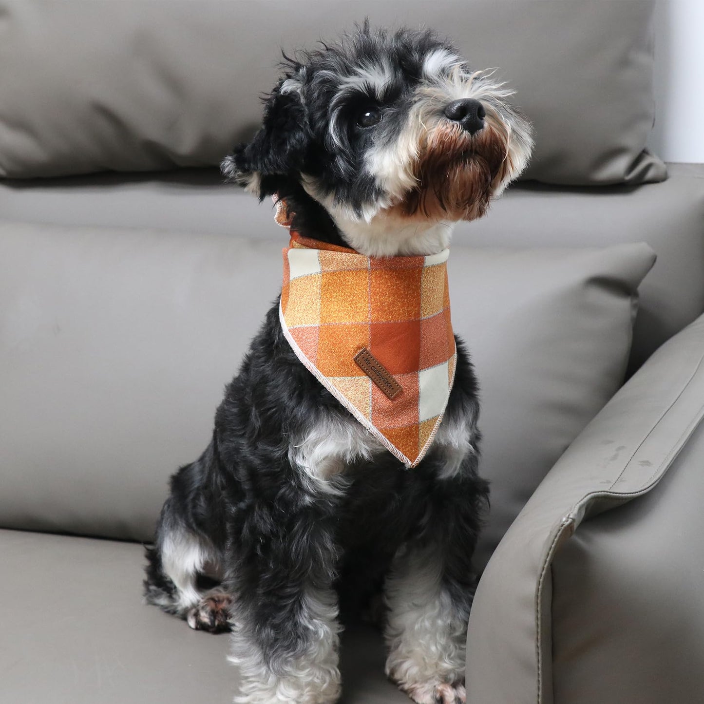 MR. CHUBBYFACE | Valentines Day Dog Bandana