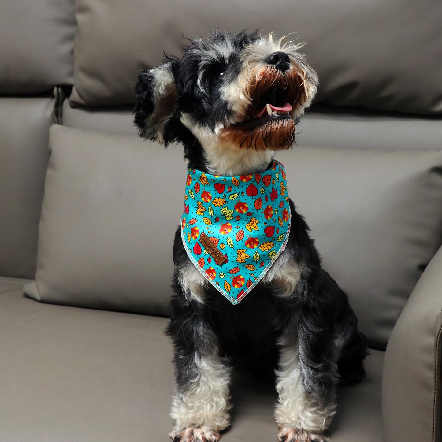 MR. CHUBBYFACE | Valentines Day Dog Bandana